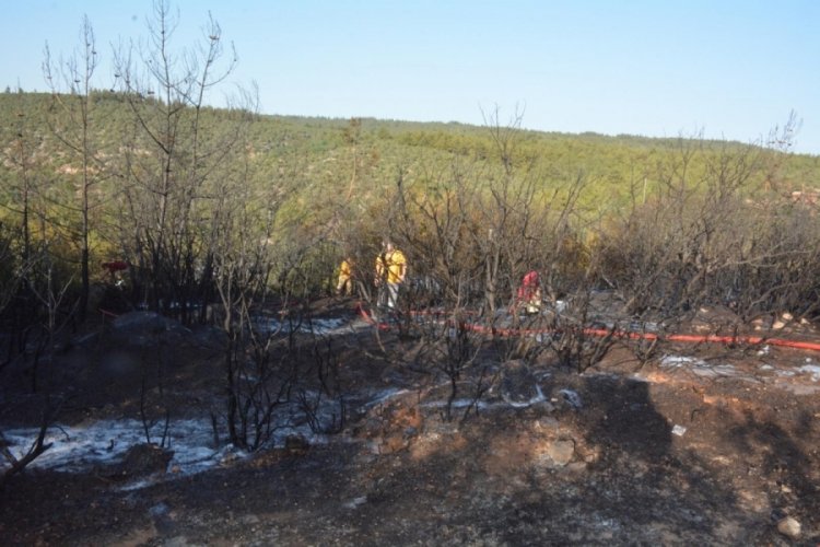Bilecik'te  orman yangını: 1 şüpheli sabotaj iddiasıyla gözaltında