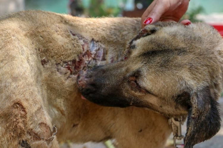 Antalya'da yangında yaralanan k&ouml;peğe 'Ateş' adını verdiler