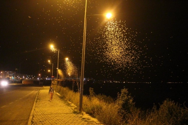 Ardahan'da kelebekler dakikalarca u&ccedil;up, bir s&uuml;re sonra &ouml;ld&uuml;
