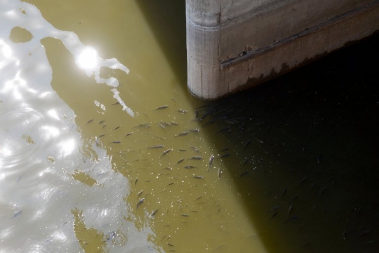 Asi Nehri'nde yüzlerce ölü balık görüldü!