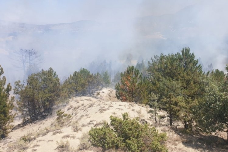 Ankara'da ormanlık alanda korkutan yangın