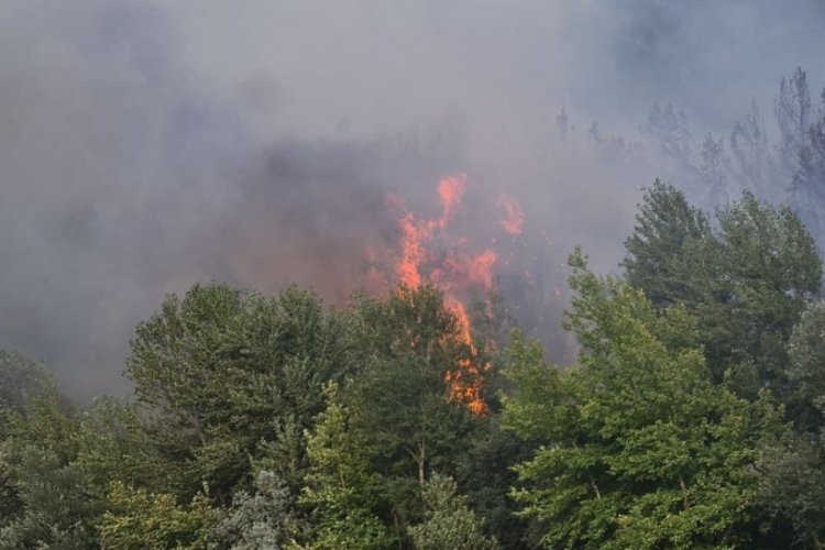 İletişim Başkanlığı: 187 orman yangınının 172'si kontrol altına alındı