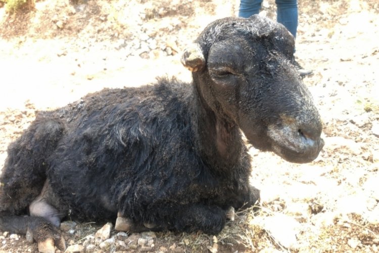 Isparta Sütçüler'deki yangından kurtarılan keçiler tedavi edildi