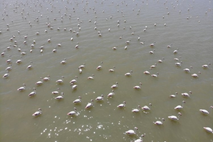Van Gölü Havzası'nda flamingolar görsel şölen yaşatıyor