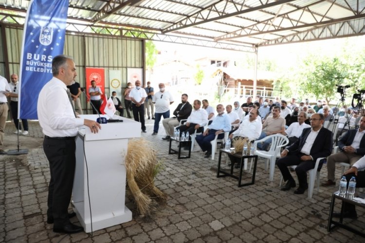 Bursa'da siyez buğdayı ve &ccedil;&ouml;rek otunda hasat zamanı