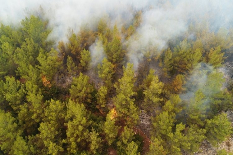 Yangın Muğla'nın merkez il&ccedil;esi sınırlarında!