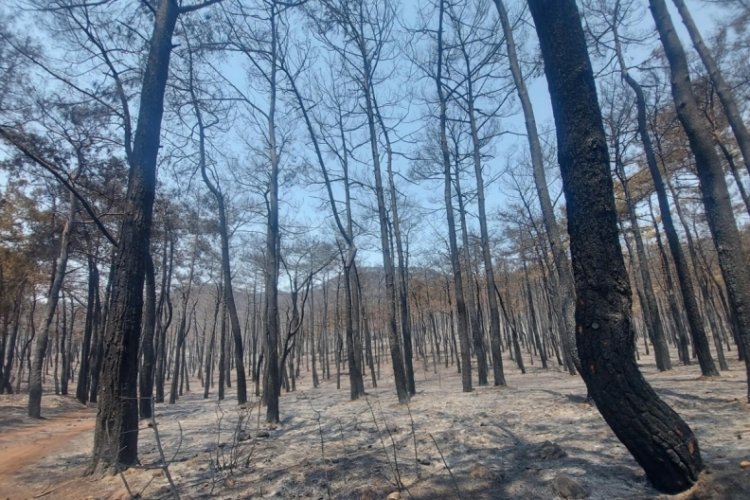 Yangınlarda son durum: Muğla'daki yangın Aydın &Ccedil;ine'ye sı&ccedil;radı
