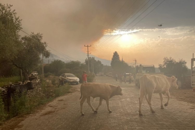 Alevler arasındaki hayvanların &ccedil;aresizliği...