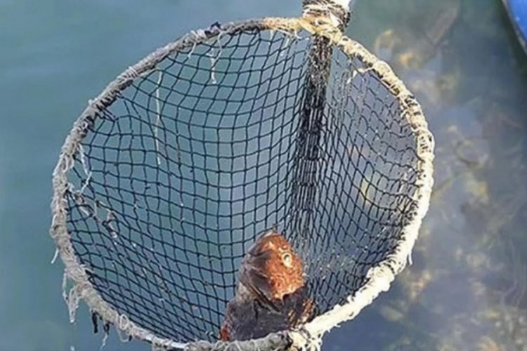 İstanbul'da balık ve yenge&ccedil; &ouml;l&uuml;mlerinin sebebi anlaşıldı