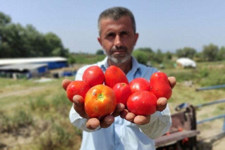 Bursa'da hasat sancılı başladı! Domates sadece tarlada ucuz