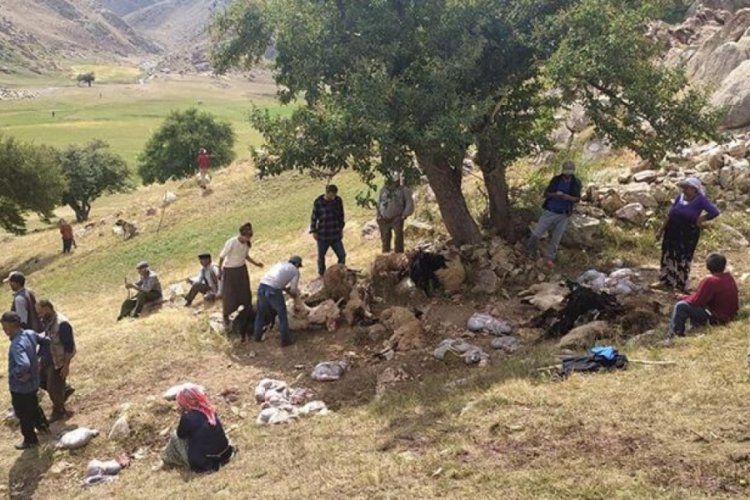 Hakkari Y&uuml;ksekova'da yıldırım isabet eden 30 koyun &ouml;ld&uuml;