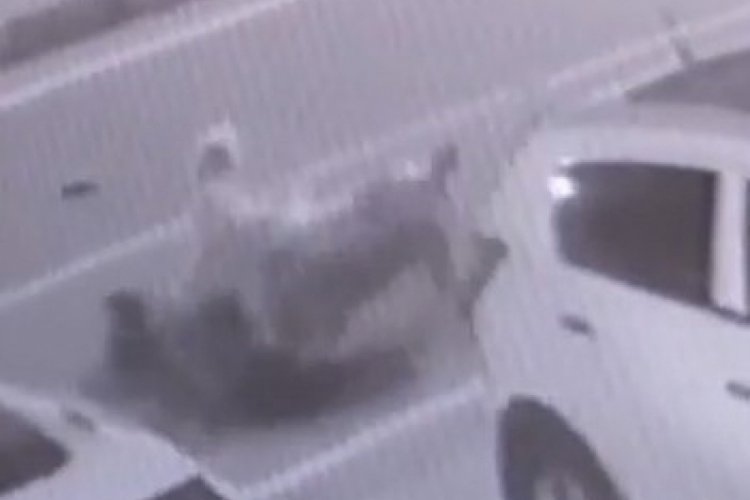 Rize'de sokak k&ouml;pekleri kadına saldırıp yerlerde s&uuml;r&uuml;kledi