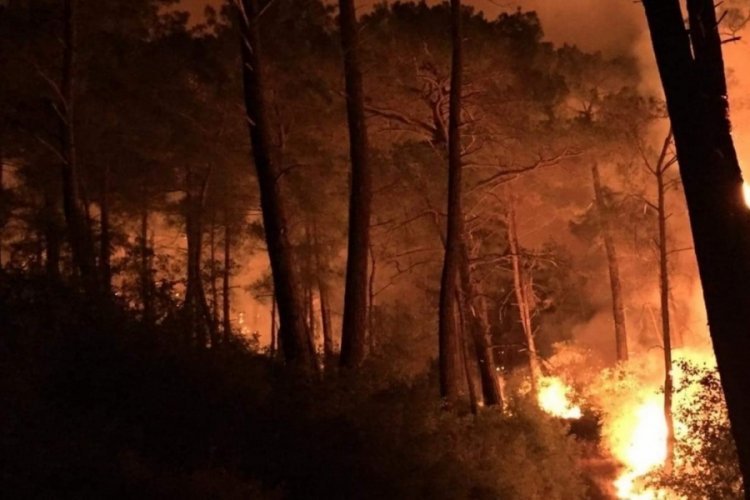 Muğla'da orman g&ouml;revlisinin &uuml;zerine ağa&ccedil; d&uuml;şt&uuml;!
