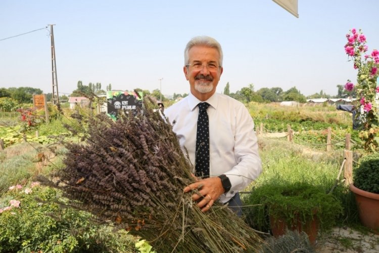 Bursa'da lavanta &uuml;retimi artırılacak! Hedef 50 d&ouml;n&uuml;m