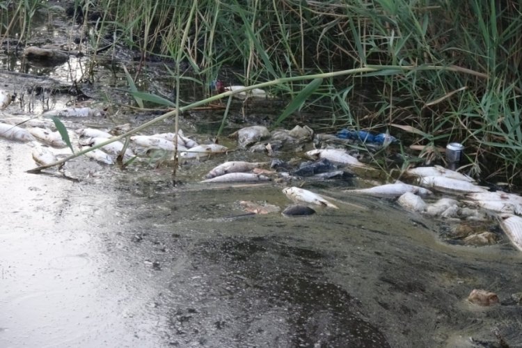 Mersin'de derede toplu balı &ouml;l&uuml;mleri &ccedil;evre halkını tedirgin etti