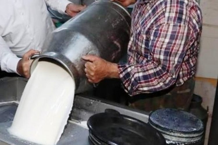 Toplanan inek s&uuml;t&uuml; miktarı arttı