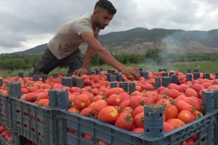 Domates tarladan tezgaha gidinceye dek 5 TL'ye y&uuml;kseliyor