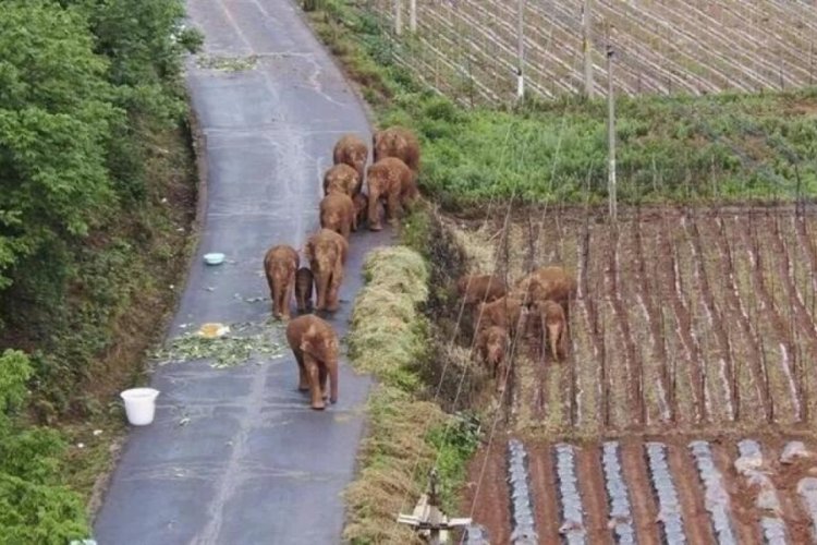 Fillerin yolculuğu 150 binden fazla kişiyi evinden etti