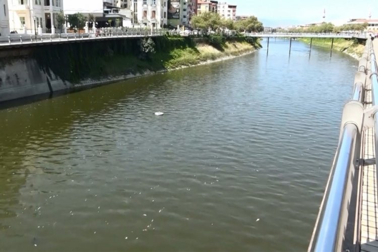 Asi Nehri'nde balık &ouml;l&uuml;mleri yaşandı