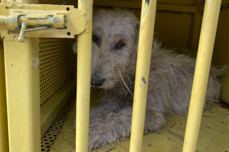 Ankara'da &ouml;l&uuml;me terk edilen 11 k&ouml;pek artık g&uuml;vende