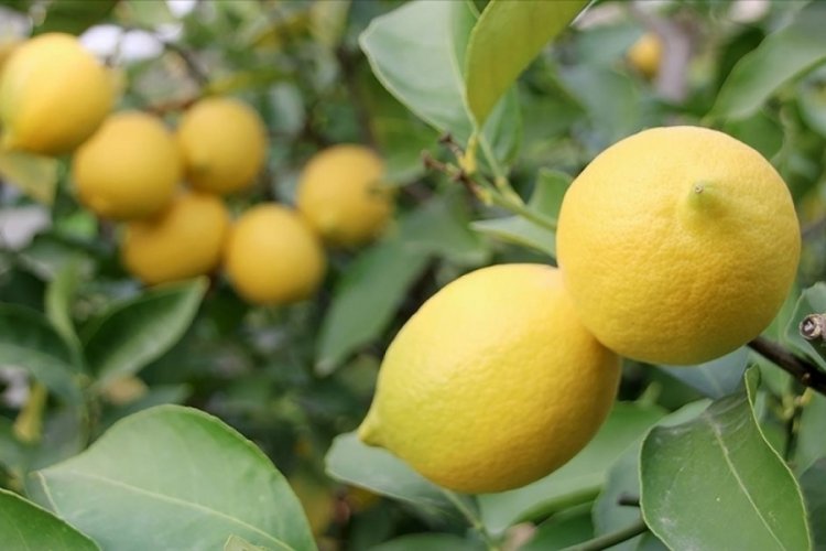 T&uuml;rkiye'nin limon ihracatı 7 ayda y&uuml;zde 59 arttı
