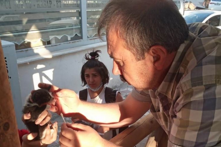 Bursa'da gözüne ağaç parçası batan sokak kedisini belediye başkanı kurtardı