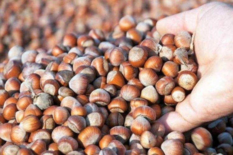 Fındık alım fiyatları belli oldu