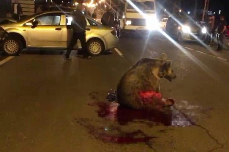 Kars'ta otomobilin &ccedil;arptığı boz ayı &ouml;ld&uuml;