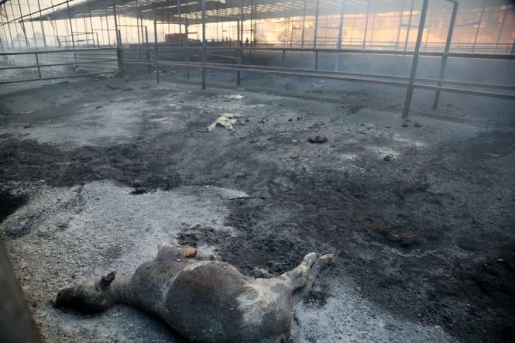 Antalya'da 5 d&ouml;n&uuml;ml&uuml;k &ccedil;iftlik, 5 dakikada k&uuml;l oldu