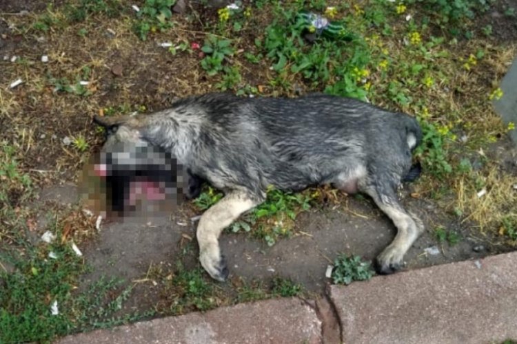 Kayseri'de parkta, g&ouml;zleri oyulmuş k&ouml;pek cesedi bulundu