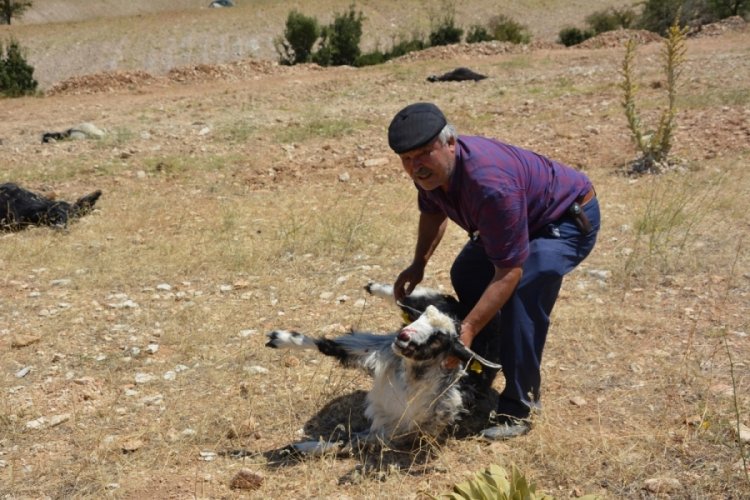 Antalya'da tarla etrafına d&ouml;k&uuml;len g&uuml;breyi yiyen 25 hayvan &ouml;ld&uuml;!