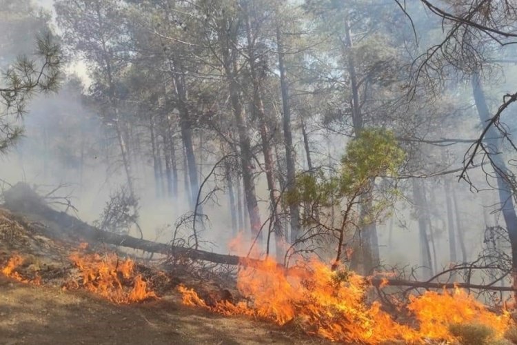 Orman Genel M&uuml;d&uuml;r&uuml; a&ccedil;ıkladı: 299 orman yangının tamamı kontrol altına alındı