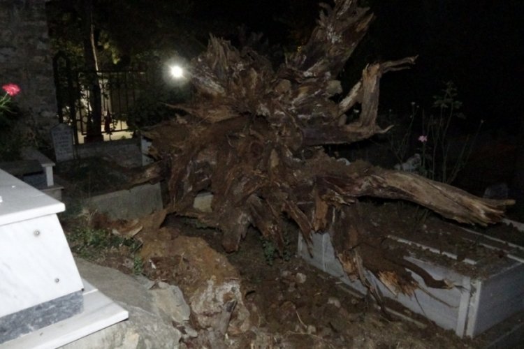 Bursa'da şehitlikte tarihi &ccedil;ınar ağacı mezarların &uuml;zerine devrildi