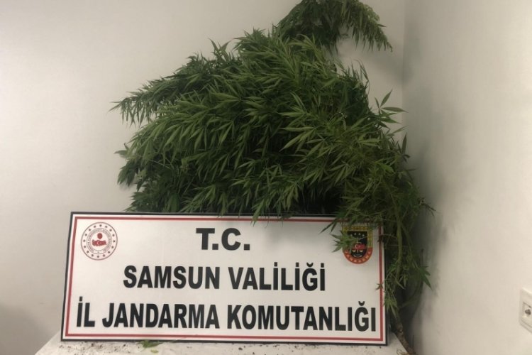 Samsun'da aile boyu uyuşturucu yetiştiriciliği! 85 k&ouml;k Hint keneviri ele ge&ccedil;irildi