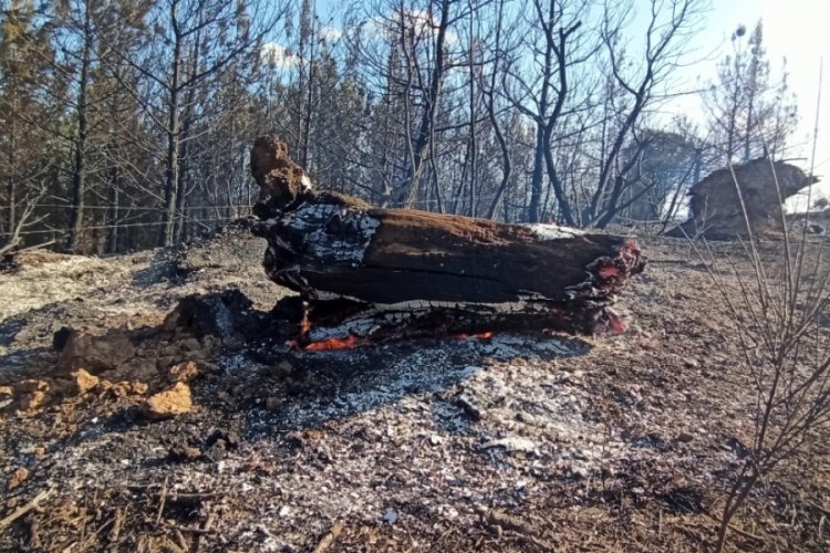 &Ccedil;anakkale Bayrami&ccedil;'te meydana gelen orman yangını kontrol altına alındı &nbsp;&nbsp;