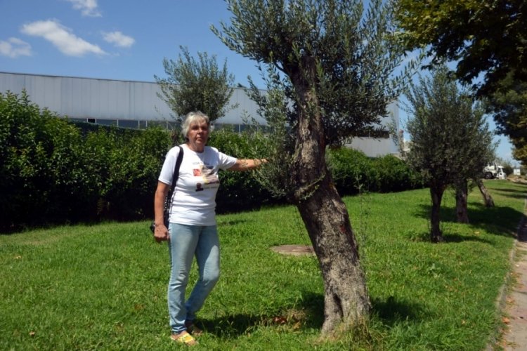 İstanbul'da zeytin ağa&ccedil;ları &ouml;n&uuml;ndeki tabelalardan 9'u &ccedil;alındı!