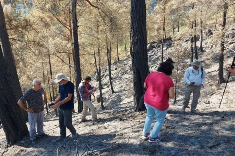 Yangın b&ouml;lgelerinden sevindiren haber: Yeşerme başladı