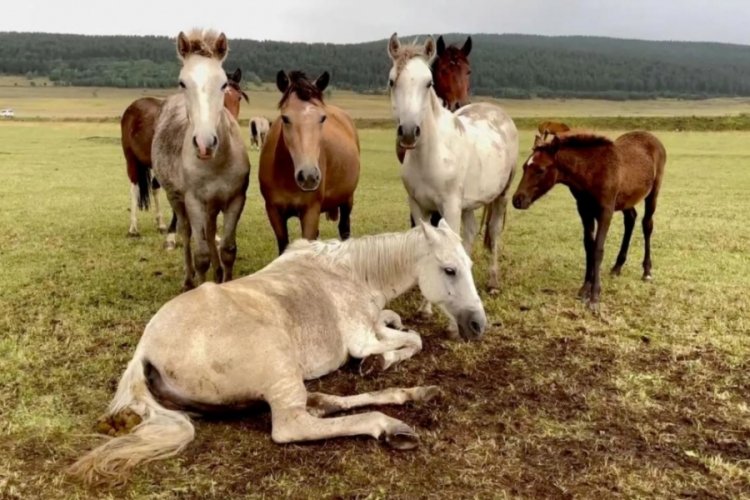 Ardahan'da g&uuml;l&uuml;mseten g&ouml;r&uuml;nt&uuml;ler! Bir an bile yanından ayrılmadılar