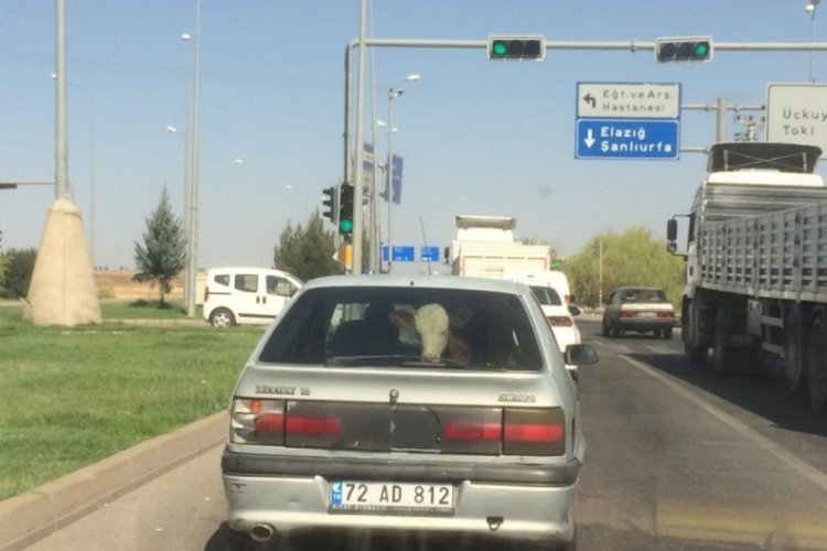 Batman'da  buzağıyı otomobilin arkasında taşıdı