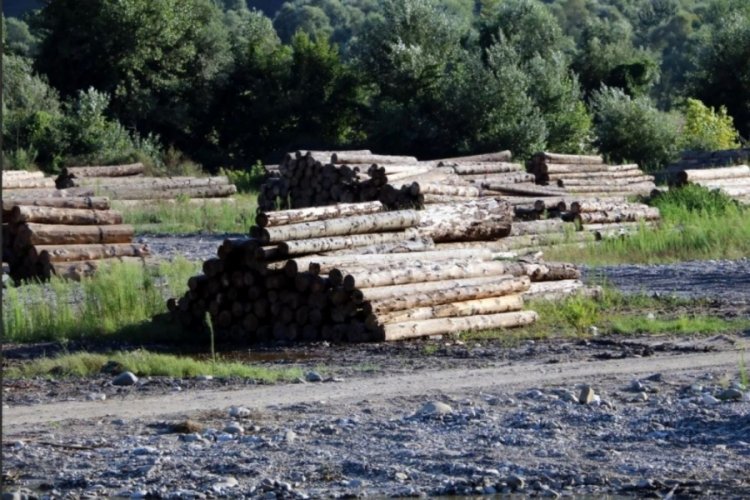 Batı Karadeniz'deki sel felaketi sonrası g&ouml;zler dere kenarlarındaki orman depolarında!