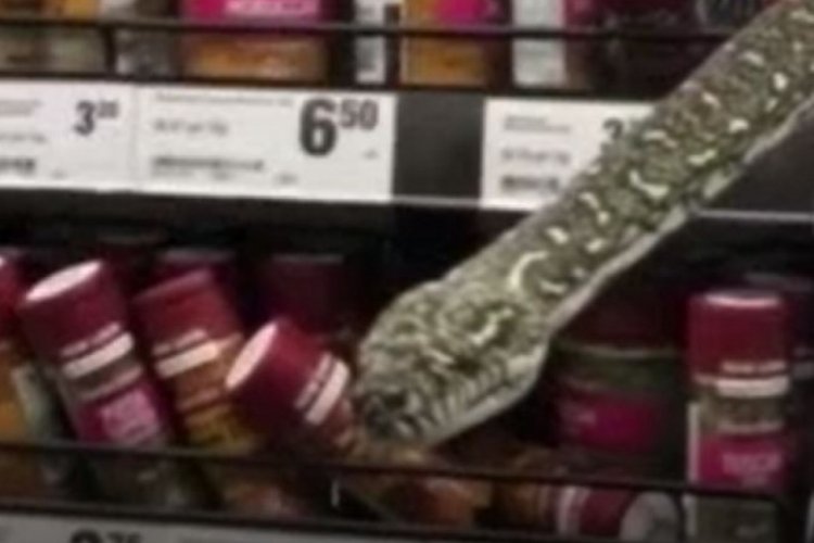 Avustralya'da market rafında piton paniği!