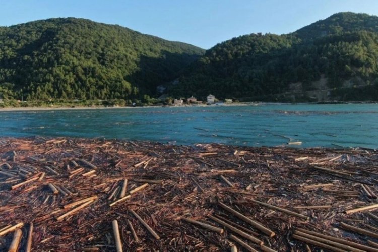 Selin ardından Karadeniz sahilini tomruklar kapladı