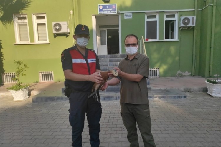 K&uuml;mesinde angut bulunan kişiye ceza kesildi