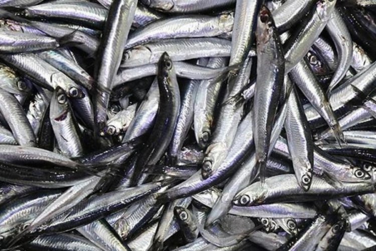 Karadenizli balık&ccedil;ılar bu sezonu umutla bekliyor