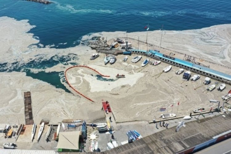 Bursa Teknik &Uuml;niversitesi m&uuml;silaj oluşumunu araştıracak