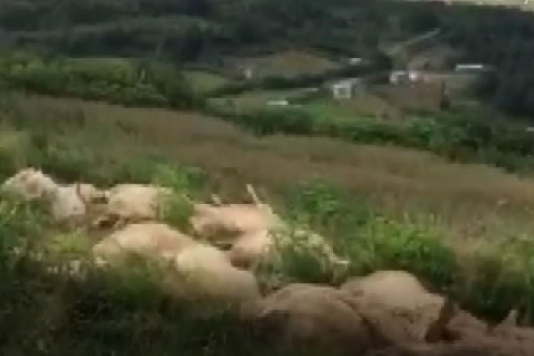 Ordu'da yayladaki dar yolda 122 koyun telef oldu