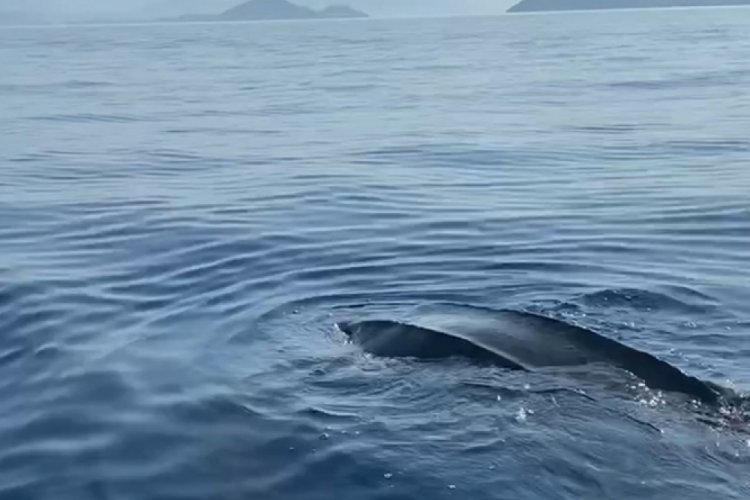 Deri sırtlı deniz kaplumbağası ilk kez g&ouml;r&uuml;nt&uuml;lendi