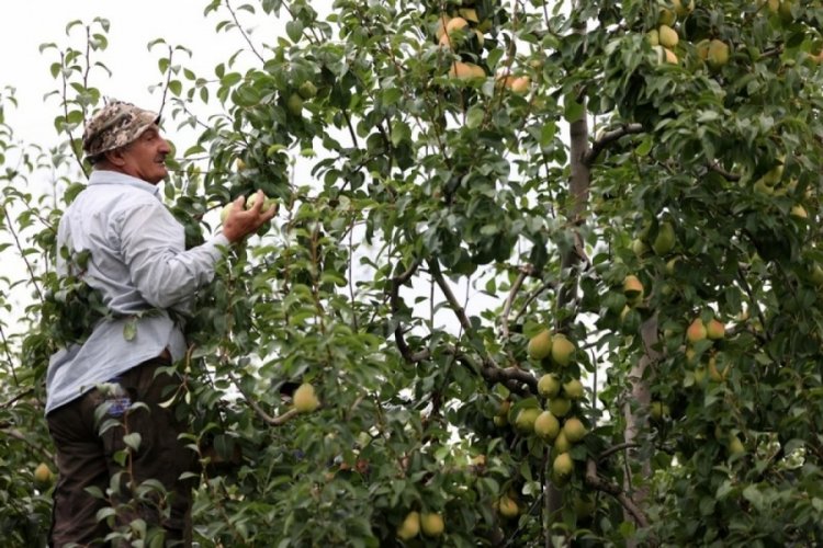 Bursa'da armuttaki verim ve fiyat &uuml;reticiyi memnun etti
