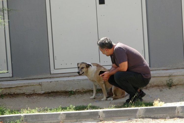 'Daire 16'nın sokak k&ouml;peği isyanına sosyal medyadan destek yağdı