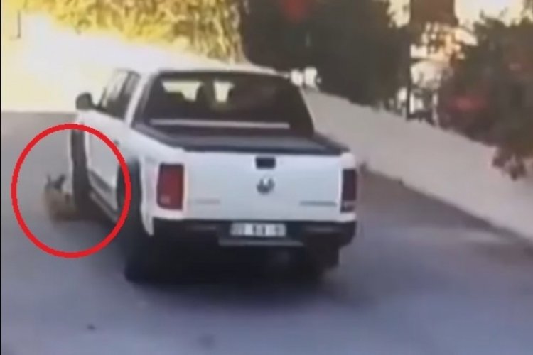 Yolda yatan k&ouml;peği kamyonetle ezip kayıplara karıştı!
